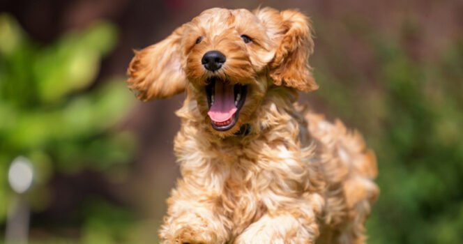 Toddler ‘ripped open’ by Cockapoo outside school