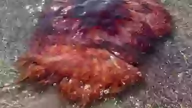 Officials issue warning as huge toxic jellyfish washes up at tourist hotspot