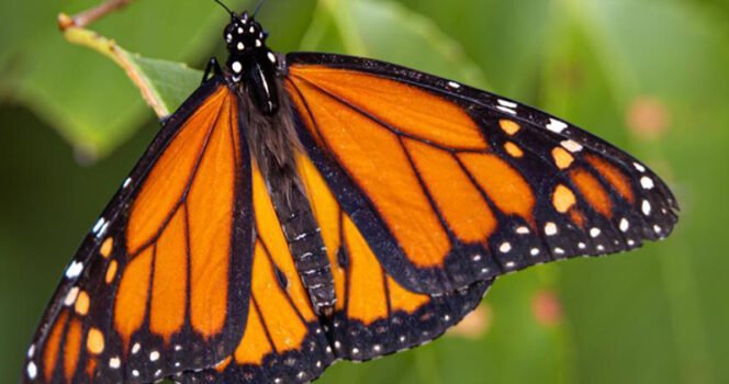 Boy, 14, dies after injecting himself with butterfly in viral online challenge