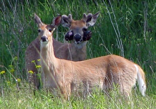 ‘Mutant deer’ with bubble skin sparks outbreak fears in US
