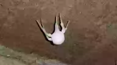 Infected ‘zombie’ spiders never seen before are invading US homes